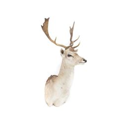 North American Deer Shoulder Trophy Mount (8pt). Height 42"