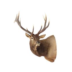 North American Elk Shoulder Trophy Mount. Height 60"