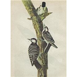 c1946 Audubon Print, #389 Red-Cockaded Woodpecker