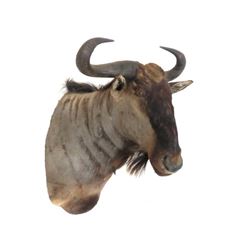 South African Blue Wildebeest Shoulder Trophy Mount.