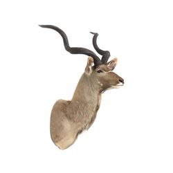 Impressive Greater Kudu Shoulder Trophy Mount. Height 72"