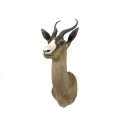 Spring Bok Shoulder Trophy Mount. Height 26"