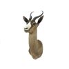 Image 1 : Spring Bok Shoulder Trophy Mount. Height 26"