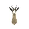 Image 2 : Spring Bok Shoulder Trophy Mount. Height 26"