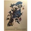 Image 1 : c1946 Audubon Print, #102 Blue Jay