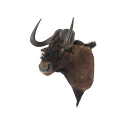 South African Black Wildebeest Shoulder Trophy Mount.