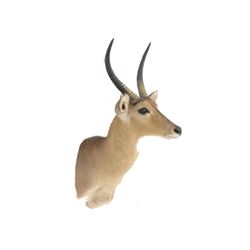 Impala Shoulder Trophy Mount. Height 39"; Antler/length 13"