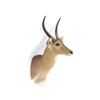 Image 2 : Impala Shoulder Trophy Mount. Height 39"; Antler/length 13"