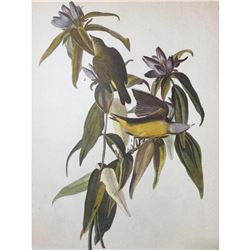 c1946 Audubon Print, #138 Connecticut Warbler