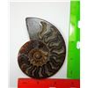 Image 1 : 12 - SPLIT AMMONITE FOSSIL SPECIMEN