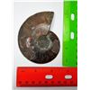 Image 2 : 12 - SPLIT AMMONITE FOSSIL SPECIMEN
