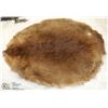 Image 1 : BEAVER PELT STRETCHED AND CURED