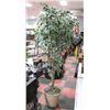 LIGHT UP 6.5FT SILK TREE WITH POT.