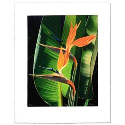 Bird Of Paradise by Davis, Brian