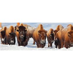 Governor's Tag-Farewell Bison (DI351/352)