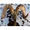 Image 2 : Bronze Dall Sheep Skull
