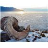 Image 4 : Bronze Dall Sheep Skull