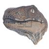 Image 3 : Jurassic Park - Velociraptor Paint Test Head