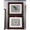 Image 1 : 2 Wood Framed Botanical Prints
