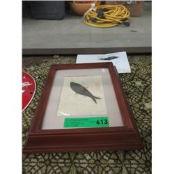 Framed Green River Formation Fossil