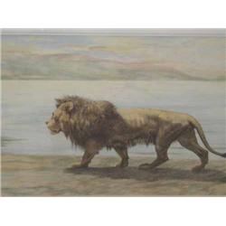 Sir Herbert Dicksee - four coloured reprints, studies of lions 25cms x 49.5cms (the largest)...