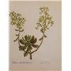Image 1 : Hand Signed 1961 Litho Helen O'Gorman