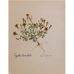 Hand Signed 1961 Litho Helen O'Gorman