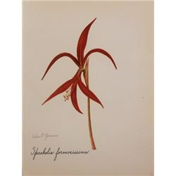 Vintage 1900's Lithograph