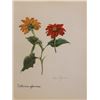 Image 1 : Vintage 1900s Lithograph