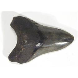 Five million year old fossilised sharks to…