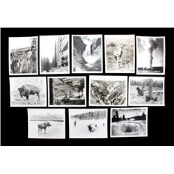 Haynes Yellowstone Park Photograph Collection