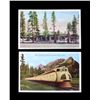 Image 3 : Yellowstone National Park Postcard Collection