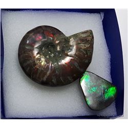 7 - AMMONITE FOSSIL SPECIMEN &