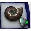 Image 1 : 7 - AMMONITE FOSSIL SPECIMEN &