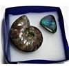 Image 2 : 7 - AMMONITE FOSSIL SPECIMEN &