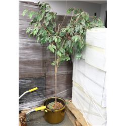 6FT ARTIFICIAL TREE WITH BRASS POT