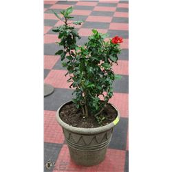 HIBISCUS TREE IN POT FLOWERING.