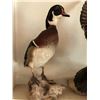 Image 2 : 3 Duck Mounts