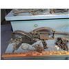 Image 6 : 22 Antique Steel Traps