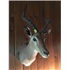Image 2 : Impala Mount