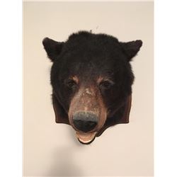 Bear Head  Mount