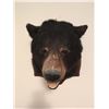 Image 1 : Bear Head  Mount