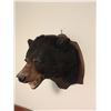 Image 2 : Bear Head  Mount