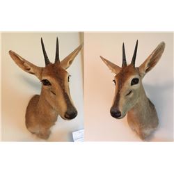 2 Oribi Mounts