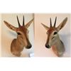 Image 1 : 2 Oribi Mounts