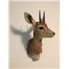 Image 2 : 2 Oribi Mounts