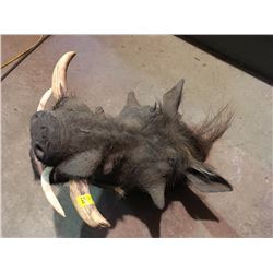 Wild African Boar Mount