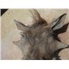 Image 2 : Wild African Boar Mount
