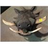 Image 3 : Wild African Boar Mount