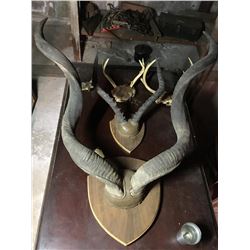 Antler Mounts